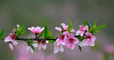 桃花之语(桃花花语的解读与应用)