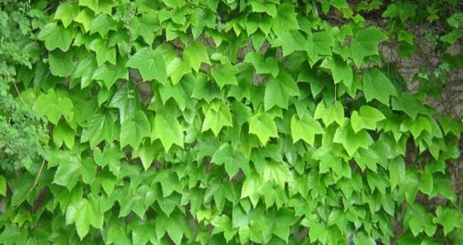 松针土适合种什么植物？（松针土特性解析）