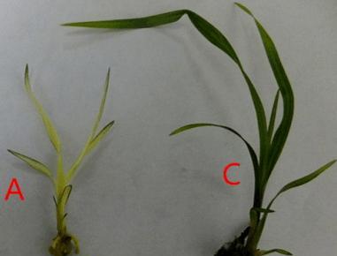 如何拯救兰花僵苗（兰花管理技巧）