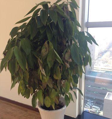 元宝树的养殖方法和注意事项（从选种到管理全面解析）