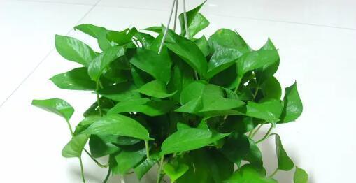 绿萝是否会开花？——揭秘绿萝开花的奥秘（探寻绿萝开花的过程）