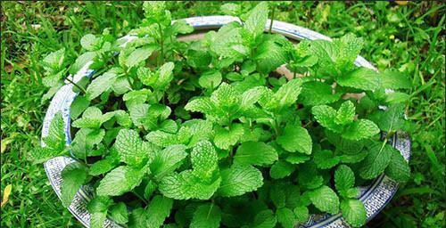 如何正确栽种薄荷？（了解薄荷生长需求和栽种技巧）