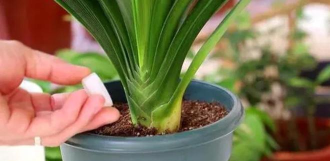 君子兰水浇多了怎么办？（浇水过多补救方法）