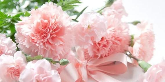 康乃馨花语与寓意(解密康乃馨花语)
