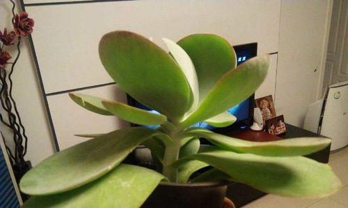 多肉唐印徒长问题详解（如何有效防止多肉唐印徒长）