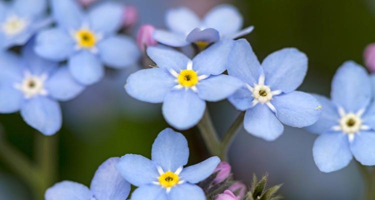 缤纷勿忘我，花开心间（探寻勿忘我不同颜色的花语）