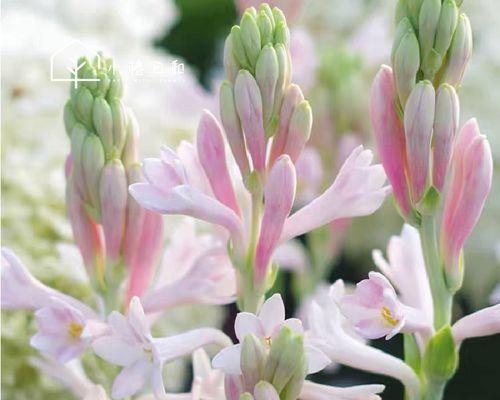 晚香玉花语，传递爱与美的情感（花开如梦）