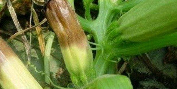 葫芦病虫害防治技术与方法措施（保护葫芦健康的关键措施）