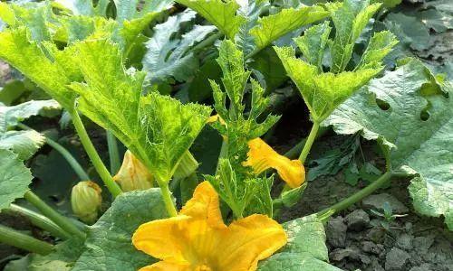 葫芦病虫害防治技术与方法措施（保护葫芦健康的关键措施）