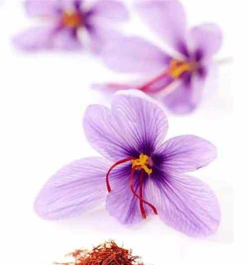 番红花的花语与意义（解读番红花的神秘符号）