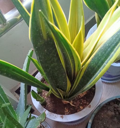 剑兰的养护与浇水（如何掌握剑兰的浇水技巧）