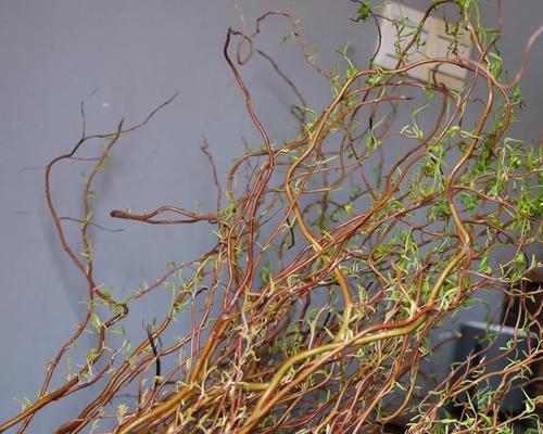 龙柳怎么养长（龙柳养护技巧）