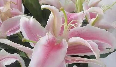粉色百合花的花语与寓意（揭示粉色百合花所代表的情感和象征）