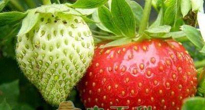 草莓，多年生草本植物的生长与利用（从种植到采摘再到利用）