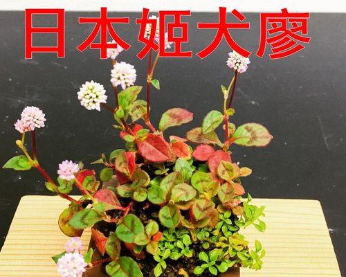 草莓,多年生草本植物的生长与利用(从种植到采摘再到利用) 草莓,多年生草本植物的生长与利用(从种植到采摘再到利用)