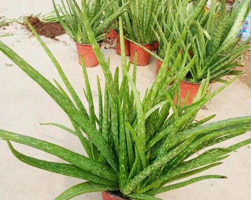 多肉芦荟的养殖与注意事项（打造健康多肉芦荟的秘诀与方法）