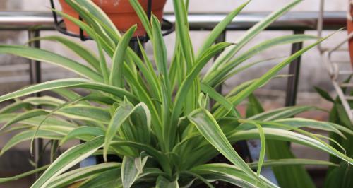 吊兰的品种和特点（吊兰长什么样子）