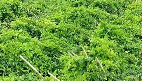 山药的种植与应用(探究山药的食用价值和药用价值)