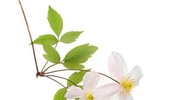 珍珠花的花语及象征意义(探寻珍珠花背后的神秘之美)