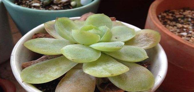多肉叶子发蔫原因及补救方法（探究多肉植物叶子发蔫的各种因素）