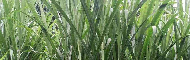 皇竹草的生长周期（探究皇竹草的生长时间及其特点）