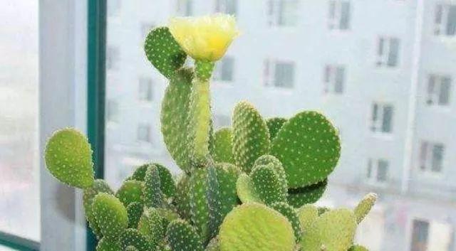 仙人掌的肥料需求（为您揭秘仙人掌的养护之道）