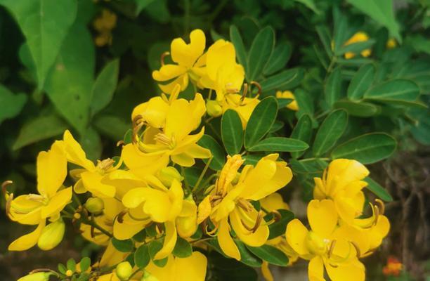 黄金梅的开花时间与月份（了解黄金梅的生长规律）