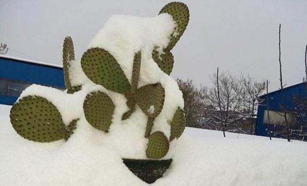 仙人球的耐寒性分析（探究仙人球在冬天的生长状况）