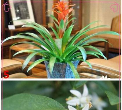 天秤座适合养什么花?(探究天秤座性格特点) 天秤座适合养什么花?(探究天秤座性格特点)