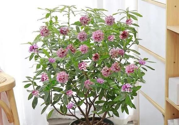 天秤座适合养什么花?(探究天秤座性格特点) 天秤座适合养什么花?(探究天秤座性格特点)