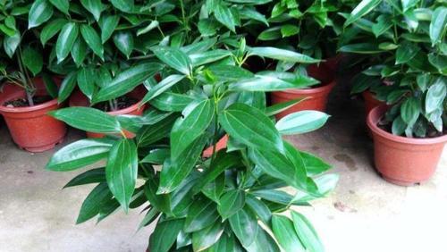 平安树室内养护指南（如何在家中种植平安树）