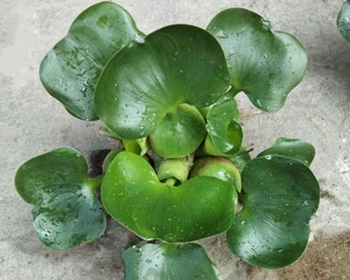水培水葫芦的养护方法(让您的水葫芦健康成长)