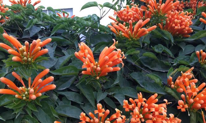 炮仗花花语——传达无声的祝福（探索炮仗花背后的深意与寓意）