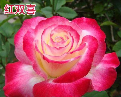 果汁阳台月季的种植技巧（阳台月季地栽攻略和常见问题解答）