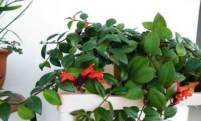 口红吊兰怎么防止掉叶？（从生长环境到日常护理）