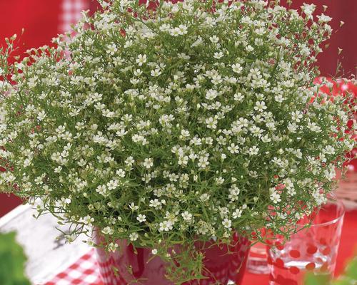 如何在家里养护美丽的满天星？（家庭养法）