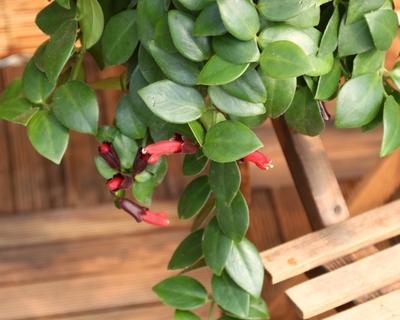 口红吊兰的养殖全攻略（轻松掌握）