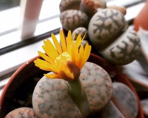 生石花能否抵御严寒?(了解生石花的抗寒能力) 生石花能否抵御严寒?(了解生石花的抗寒能力)