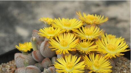 生石花能否抵御严寒？（了解生石花的抗寒能力）