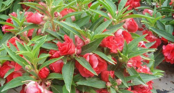 凤仙花的浇水技巧（春季凤仙花的浇水）