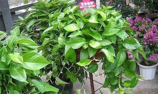 香蕉皮浇绿萝？神奇的效果！（不是骗人）