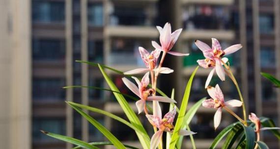 兰花花语大全——探索兰花背后的情感世界（揭开兰花花语的神秘面纱）