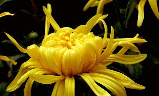 菊花开花时间及开花规律（一年开一次）