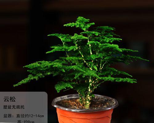 文竹花语（揭秘文竹的花语）