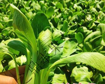 青菜的丰富营养和诸多好处（青菜的丰富营养和诸多好处）