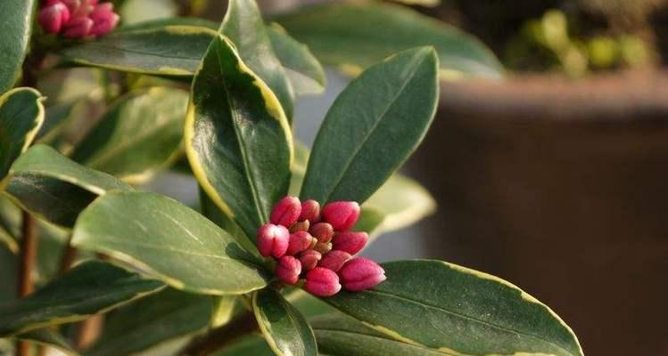 以瑞香花花语的代表意义(揭示瑞香花的花语及其象征的含义)