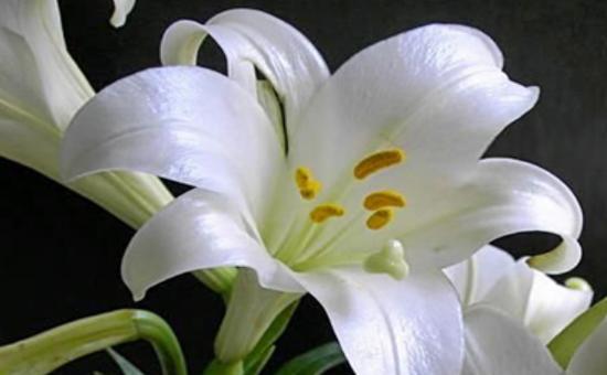 百合花的寓意与象征风水——花开百合,吉祥如意(从花语到风水)