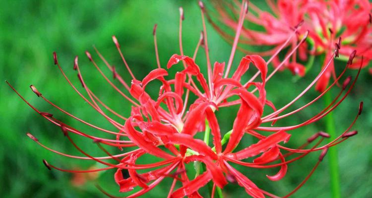 曼珠沙华的花语与寓意(曼珠沙华的美丽花朵与其内涵的解读)