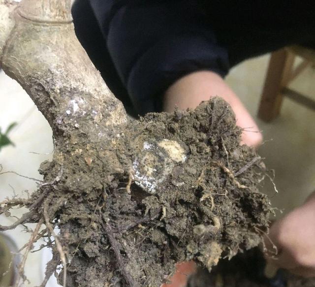 如何救治鹤望兰根烂问题?(鹤望兰根烂了该怎么办) 如何救治鹤望兰根烂问题?(鹤望兰根烂了该怎么办)
