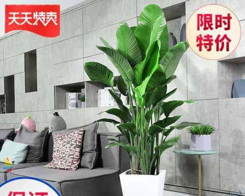 如何救治鹤望兰根烂问题?(鹤望兰根烂了该怎么办) 如何救治鹤望兰根烂问题?(鹤望兰根烂了该怎么办)